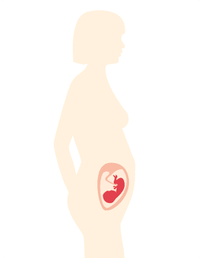 図：妊娠5週～10週の母体と胎児