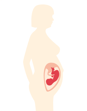 図：妊娠5週～10週の母体と胎児